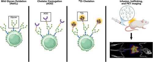 Glycan-based cell radiolabeling process for PET imaging